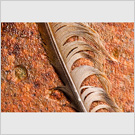 Image No : G10R2C5 : Feather on rust, Threlkeld