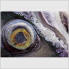 Image No : G14R1C2 : Salmon's Eye