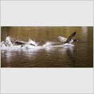 Image No : G18R1C1 : Canada Geese squabbling