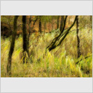 Image No : G18R1C2 : Grasses and trees at Ullswater