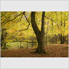 Image No : G18R1C4 : Beech wood at Ullswater