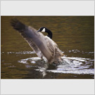 Image No : G18R1C5 : Canada Goose washing