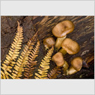 Image No : G18R2C1 : Fungi 1
