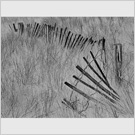 Image No : G18R2C4 : Grasses and fences at Silloth