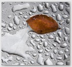 Image No : G25R3C2 : Water drops and leaf on stainless steel table at Nichol End Marina