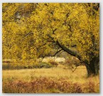 Image No : G25R1C1 : Autumn tree, Derwentwater