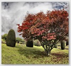 Image No : G29R2C5 : Drummond Castle Gardens 10