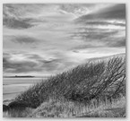 Image No : G30R3C5 : Windswept tree at Bamburgh Castle