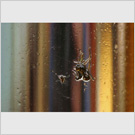 Image No : G7R2C4 : Insects trapped in oil film, Threlkeld
