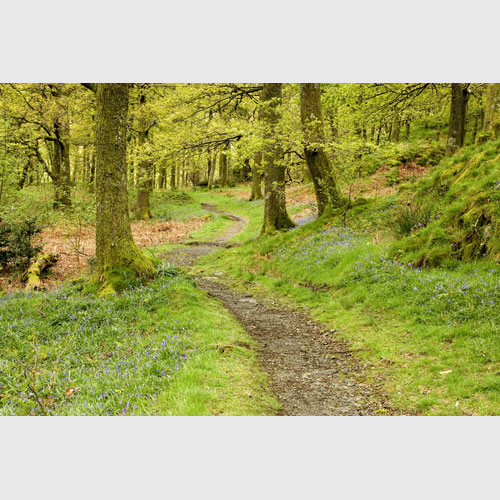 Lost in the woods, Crummock, Cumbria