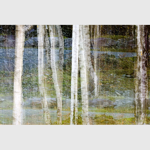 Silver birch trees, Hodge Close, Cumbria