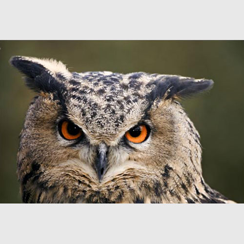 European Eagle Owl